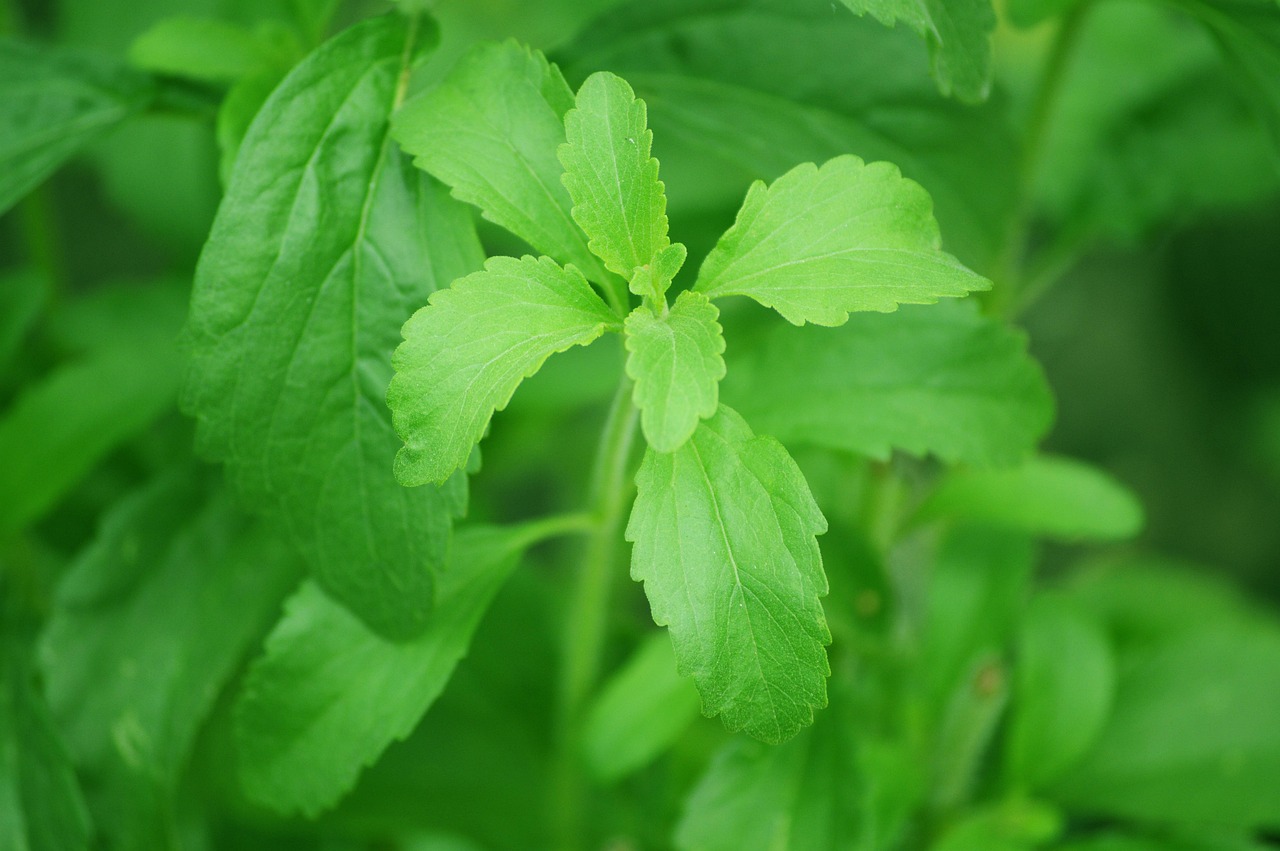 5 Fakta Stevia yang Wajib Kamu Tahu Sebelum Ganti Gula